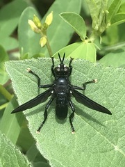 Penthosia satanica