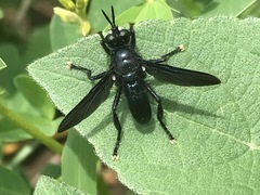Penthosia satanica