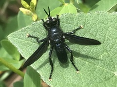 Penthosia satanica