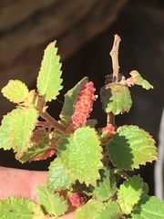 Acalypha californica