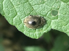 Epilachna obscurella