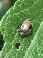 Epilachna obscurella