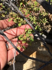 Acalypha californica