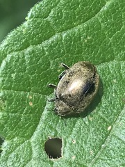 Epilachna obscurella