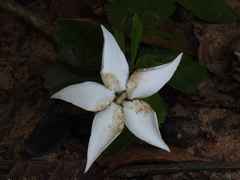 Rosenbergiodendron densiflorum