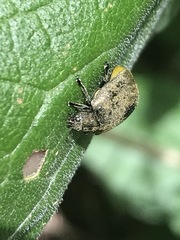 Epilachna obscurella