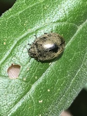 Epilachna obscurella