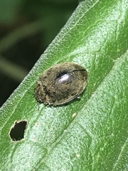 Epilachna obscurella