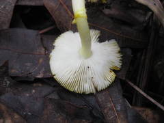 Amanita flavivolva image