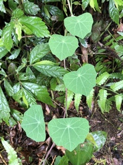 Stephania cephalantha