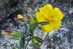 Cistus lasianthus