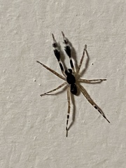 Cycloctenidae