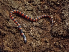 Geophis semidoliatus
