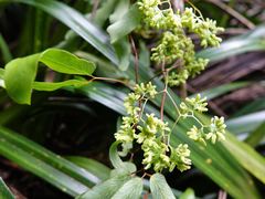 Lygodium articulatum