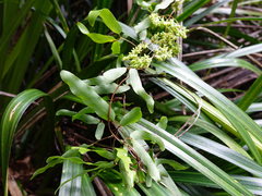 Lygodium articulatum