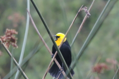 Chrysomus icterocephalus bogotensis