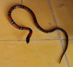 Erythrolamprus bizona