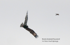 Hamirostra melanosternon