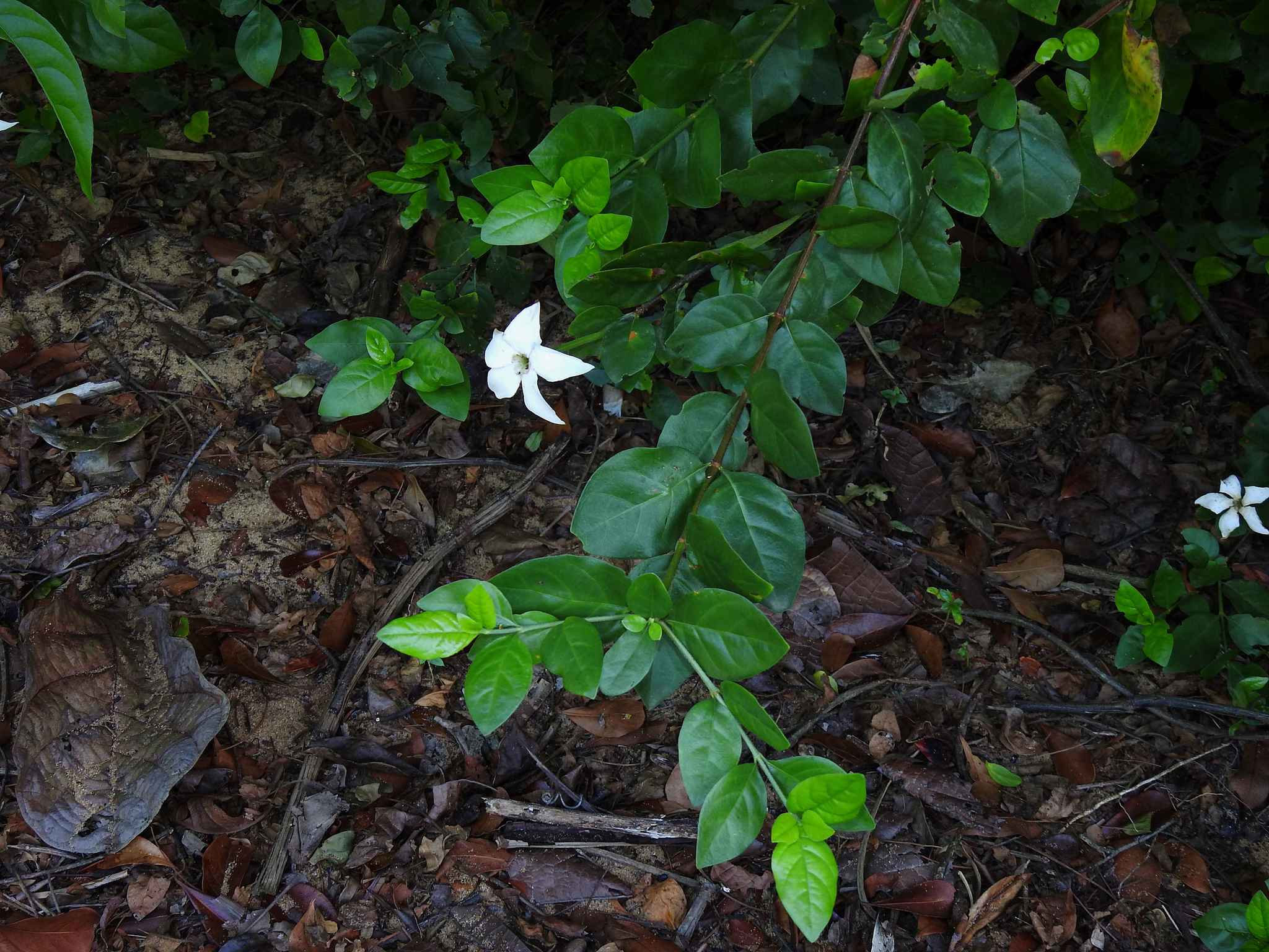 Rosenbergiodendron