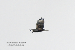 Hamirostra melanosternon