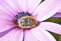 Tropinota squalida