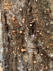 Lachnellula agassizii