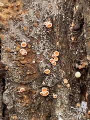 Lachnellula agassizii