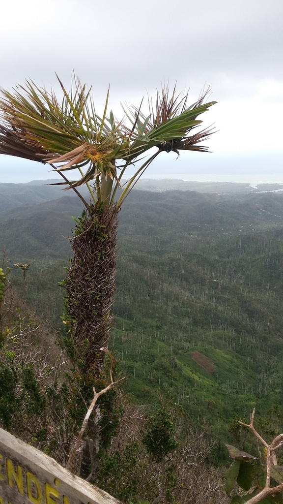 Coccothrinax yunquensis 2