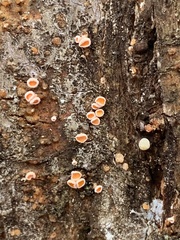 Lachnellula agassizii