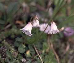 Soldanella pusilla