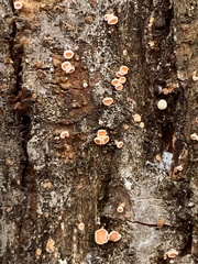 Lachnellula agassizii