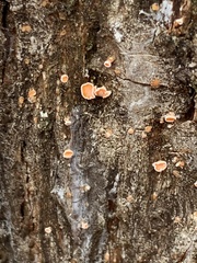 Lachnellula agassizii