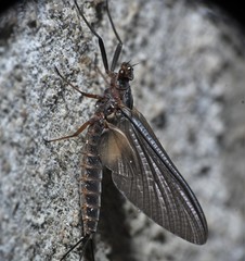 Leptophlebia cupida
