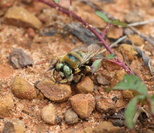 Southern carpenter bee