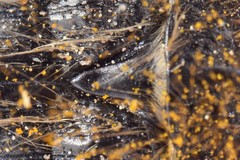 Tropinota squalida