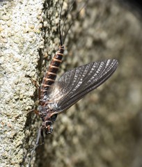 Leptophlebia cupida