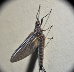 Leptophlebia cupida