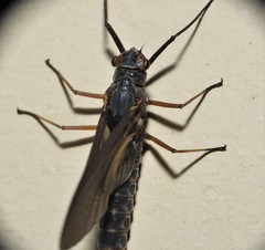 Leptophlebia cupida