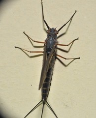 Leptophlebia cupida