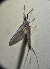 Leptophlebia cupida