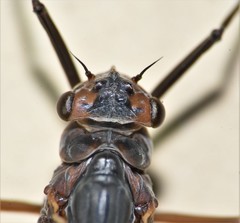 Leptophlebia cupida