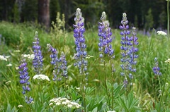 Lupinus burkei