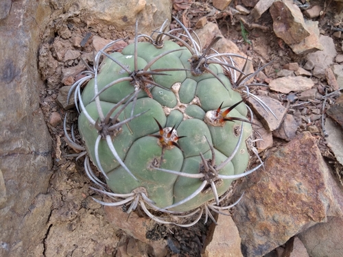 Gymnocalycium pflanzii