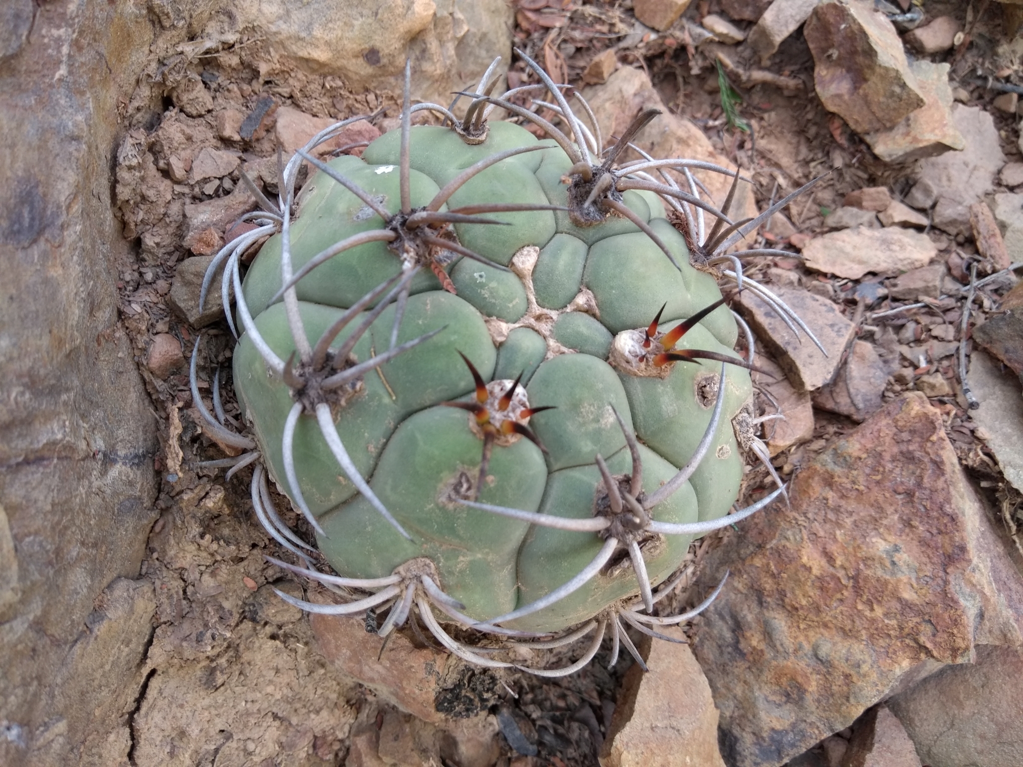Gymnocalycium pflanzii