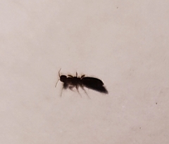 Sclerodermus domesticus