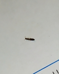 Sclerodermus domesticus