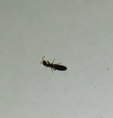 Sclerodermus domesticus