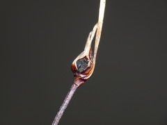 Schoenus concinnus