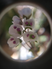 Veronica regina-nivalis