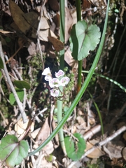 Veronica regina-nivalis